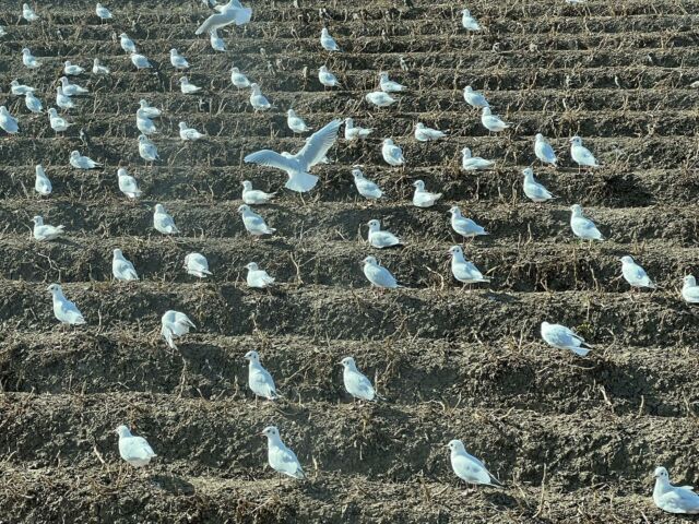 Gulls on rows
